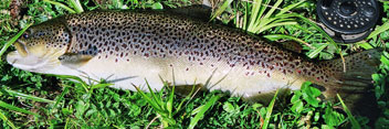 brown-trout-real