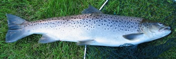 sea_trout_2006_crop