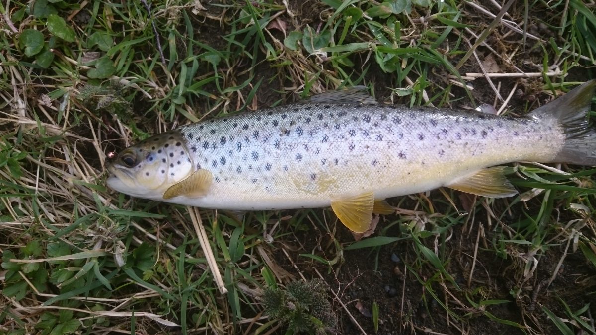 Wild Brown Trout Keswick Anglers Association (KAA)