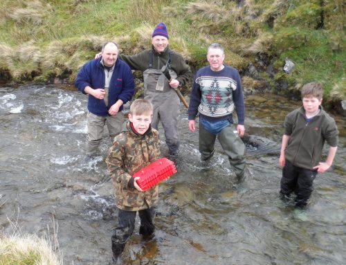 Tebay Salmon Planting Out